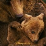 Bears