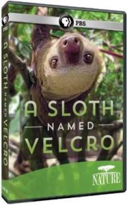 NATURE: A Sloth Named Velcro