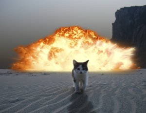 kittenexplosion