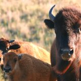 singing_back_the_buffalo_4