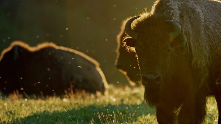 SIFF 2024 #6: Saving culture in a changing world