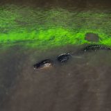 riverofgrass_8