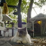 Cat Town, U.S.A.