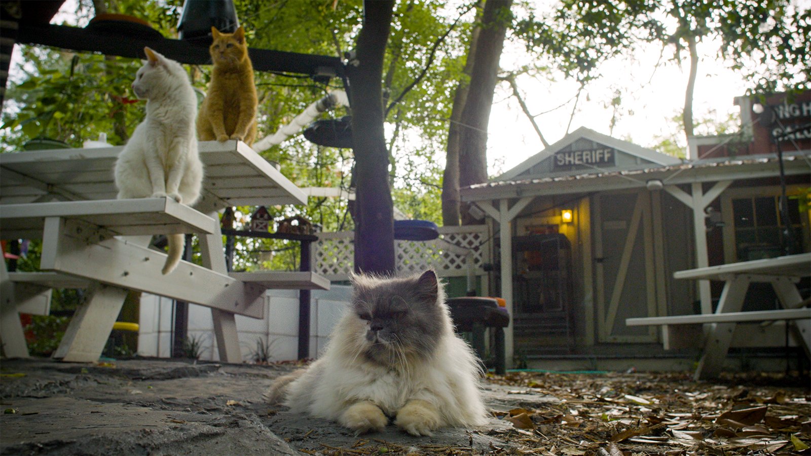 Cat Town, U.S.A.