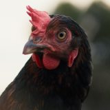 Hen (2026)
